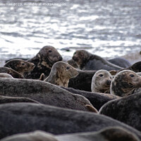Buy canvas prints of Sealions by Martin Newman