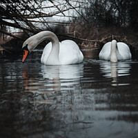 Buy canvas prints of Swan Lake by Martin Newman