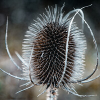 Buy canvas prints of Prickles by Martin Newman