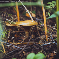 Buy canvas prints of Fungi Forest Floor by Martin Newman