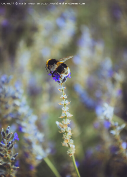 Bumblebee Pollenating Lavender Picture Board by Martin Newman