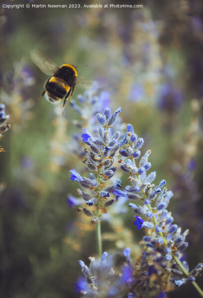 Bumblebee Pollenating Lavender Picture Board by Martin Newman