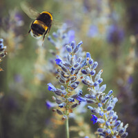 Buy canvas prints of Bumblebee Pollenating Lavender by Martin Newman