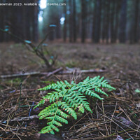 Buy canvas prints of Fern Leaf Forest Floor by Martin Newman