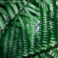 Buy canvas prints of Fern Leaf Forest Floor by Martin Newman
