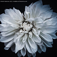 Buy canvas prints of White Flower Petals by Martin Newman
