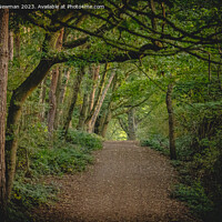 Buy canvas prints of Forest walks by Martin Newman