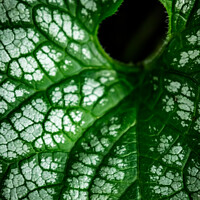 Buy canvas prints of Plant leaves by Martin Newman