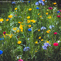 Buy canvas prints of Wildflower by Martin Newman