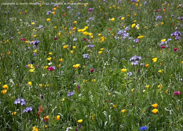 Wildflowers Picture Board by Martin Newman