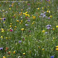 Buy canvas prints of Wildflowers by Martin Newman