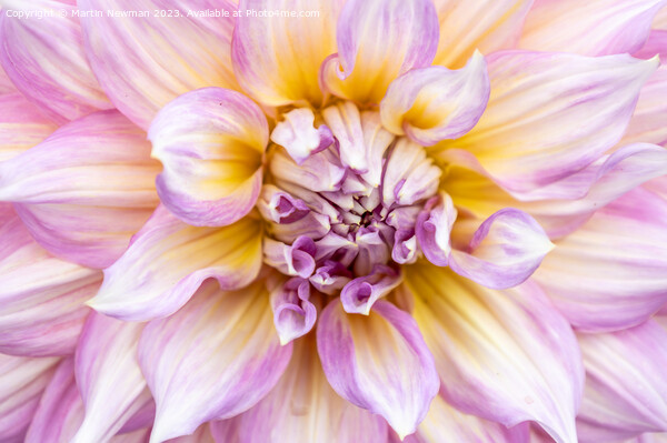 Pink Dahlia Petals Picture Board by Martin Newman