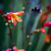 Buy canvas prints of Bumblebee landing on a flower by Martin Newman