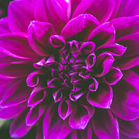 Buy canvas prints of Closeup of a Dahlia by Martin Newman