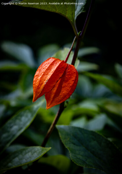 Chinese Lantern Flower Picture Board by Martin Newman