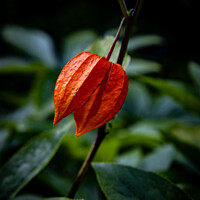 Buy canvas prints of Chinese Lantern Flower by Martin Newman