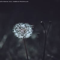 Buy canvas prints of Dandelion by Martin Newman