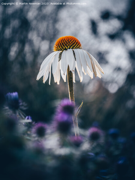 echinacea flower Picture Board by Martin Newman