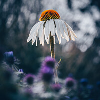 Buy canvas prints of echinacea flower by Martin Newman