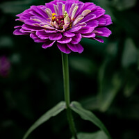 Buy canvas prints of Single Stem Flower by Martin Newman