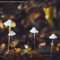 Buy canvas prints of Woodland Fungi by Martin Newman