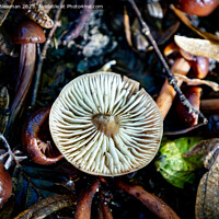Buy canvas prints of Woodland Fungi by Martin Newman