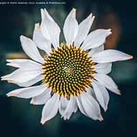 Buy canvas prints of Plant flower by Martin Newman