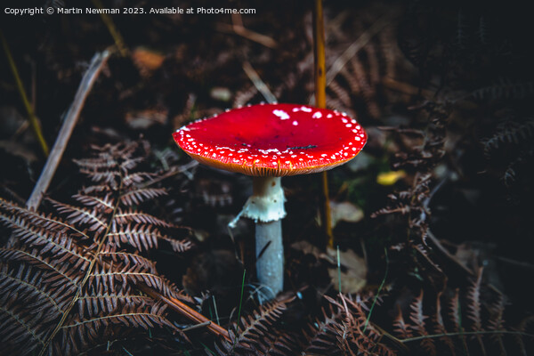 Fly Agaric Picture Board by Martin Newman