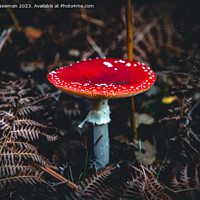 Buy canvas prints of Fly Agaric by Martin Newman