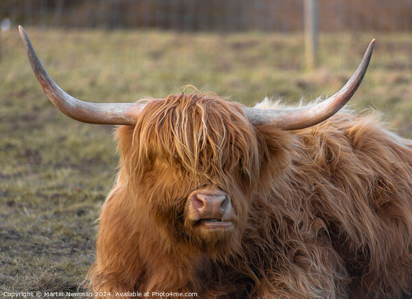 Highland Cow Picture Board by Martin Newman