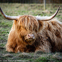 Buy canvas prints of Highland Cow by Martin Newman