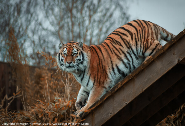 Amur Tiger Picture Board by Martin Newman