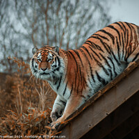 Buy canvas prints of Amur Tiger by Martin Newman