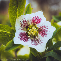 Buy canvas prints of White Petals Flower by Martin Newman