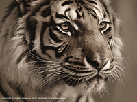 Click to show how this picture will look as a piece of wall art