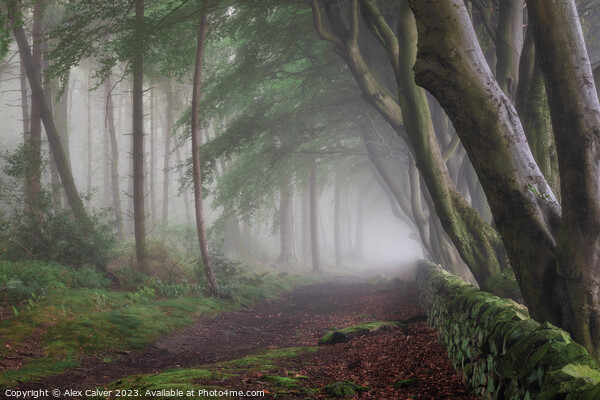 Misty Tree Tunnel Picture Board by Alex Calver