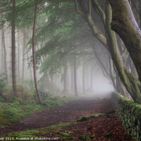Buy canvas prints of Misty Tree Tunnel by Alex Calver