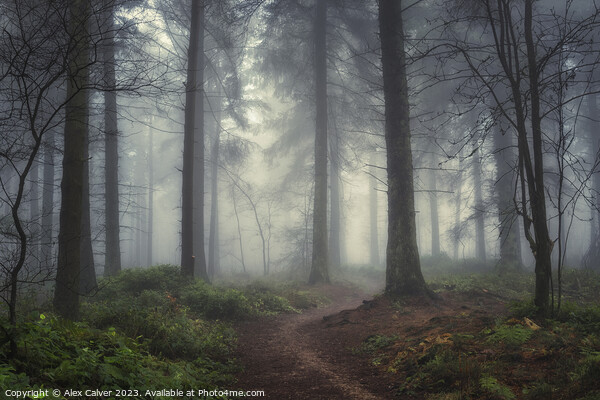 Misty Forest Pathway Picture Board by Alex Calver