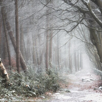 Buy canvas prints of A wintery Pathway by Alex Calver