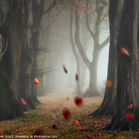 Buy canvas prints of The Autumn Leaves Fall by Alex Calver
