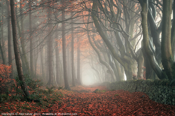 Autumn Pathway Picture Board by Alex Calver