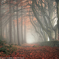 Buy canvas prints of Autumn Pathway by Alex Calver
