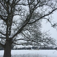 Buy canvas prints of Snow-covered tree by Emma Robertson