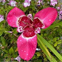 Buy canvas prints of Pink Tiger Flower with Raindrops by Emma Robertson
