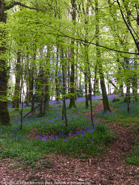 Irish bluebell woods Picture Board by Emma Robertson