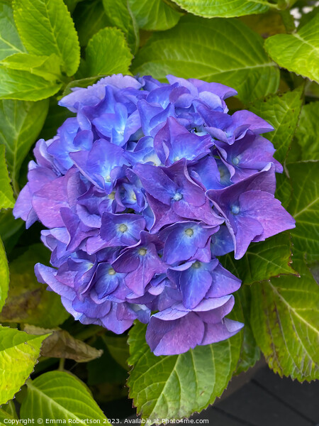 Purple Hydrangea  Picture Board by Emma Robertson
