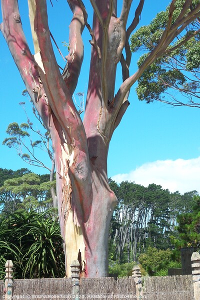 Pink Tree, New Zealand Picture Board by Emma Robertson