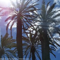 Buy canvas prints of A group of palm trees by Emma Robertson
