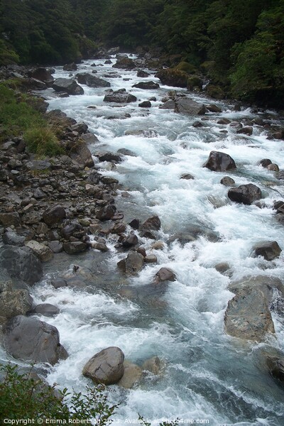 River near Milford Sound, New Zealand Picture Board by Emma Robertson