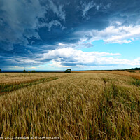 Buy canvas prints of Field on Norfolk Coast as storm comes in by Justin Lowe